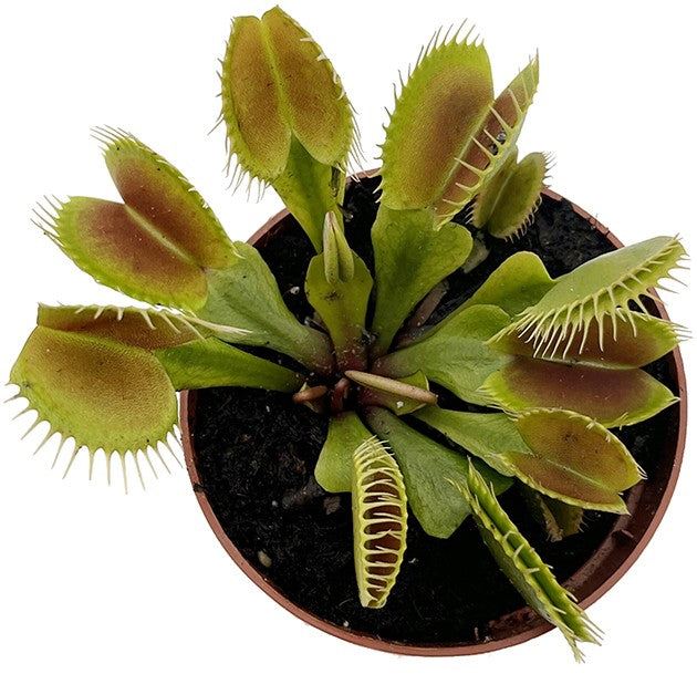 Dionaea muscipula "Flexx"