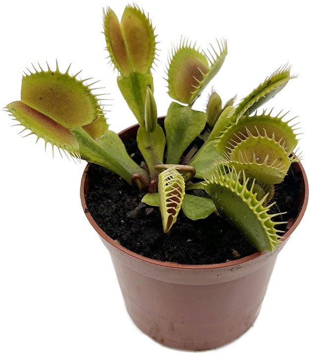 Dionaea muscipula "Flexx"