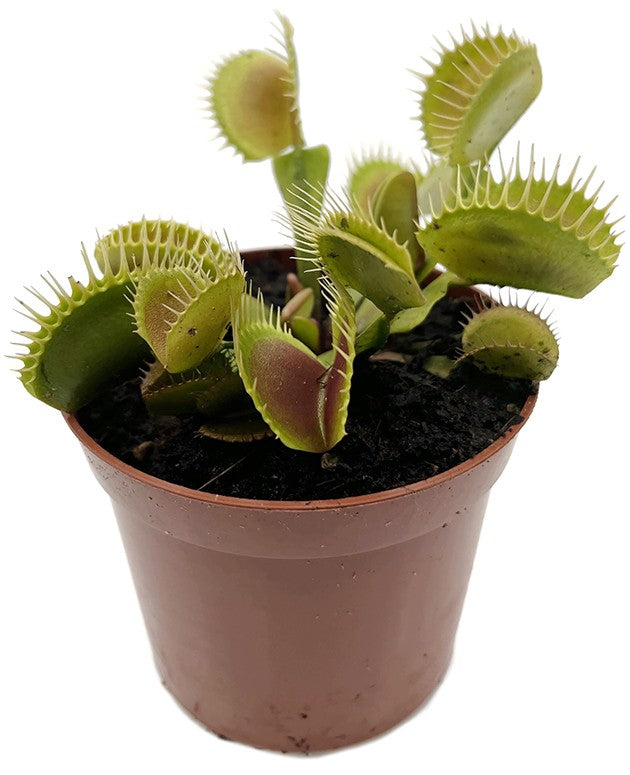 Dionaea muscipula "Flexx"