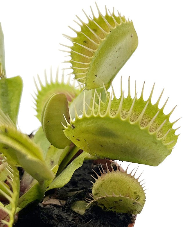 Dionaea muscipula "Flexx"