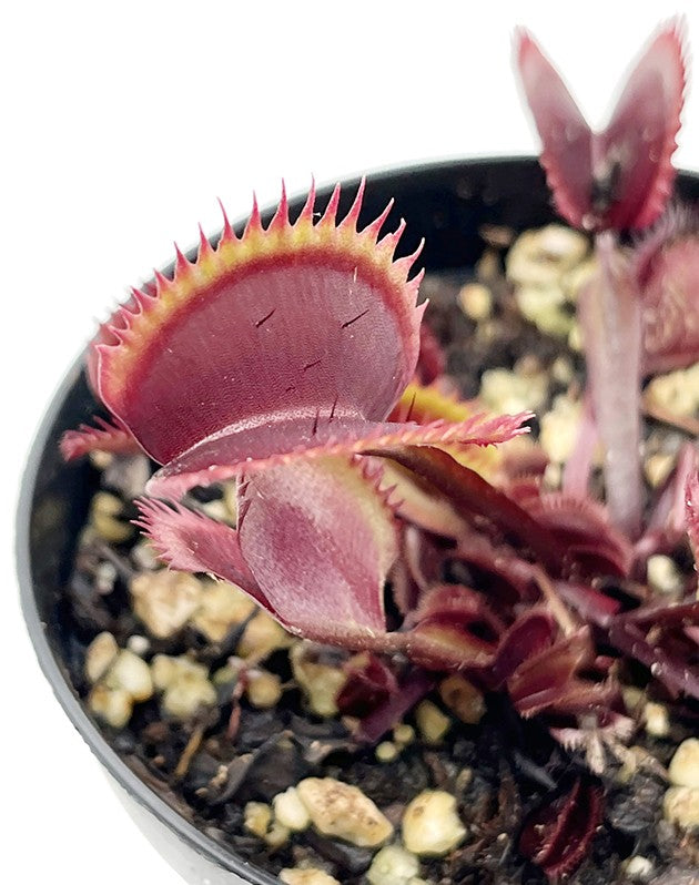 Dionaea muscipula "Red Piranha"
