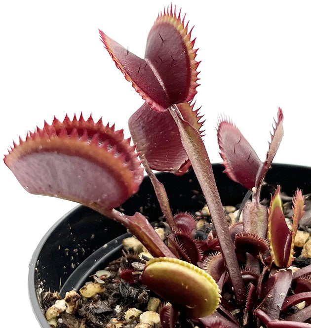 Dionaea muscipula "Red Piranha"