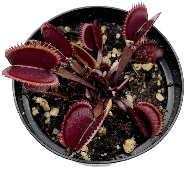 Dionaea muscipula "Red Piranha"