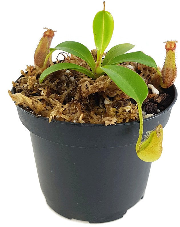 Nepenthes densiflora x robcantleyi BE-3573