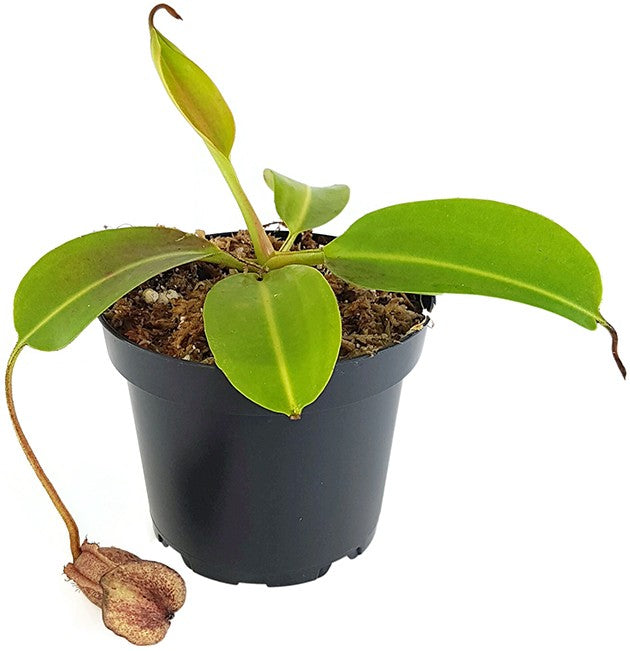 Nepenthes (lowii x macrophylla) x burbidgeae BE-4054