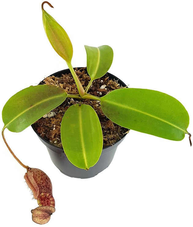 Nepenthes (lowii x macrophylla) x burbidgeae BE-4054
