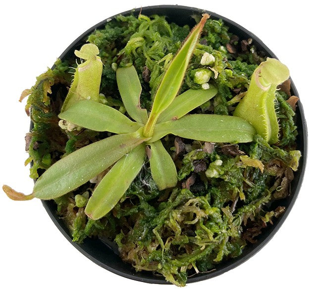 Nepenthes albomarginata BE-3004