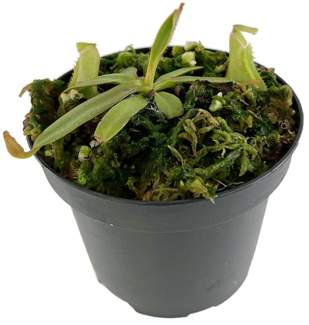 Nepenthes albomarginata BE-3004