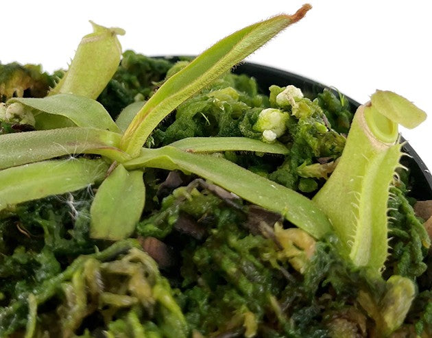 Nepenthes albomarginata BE-3004