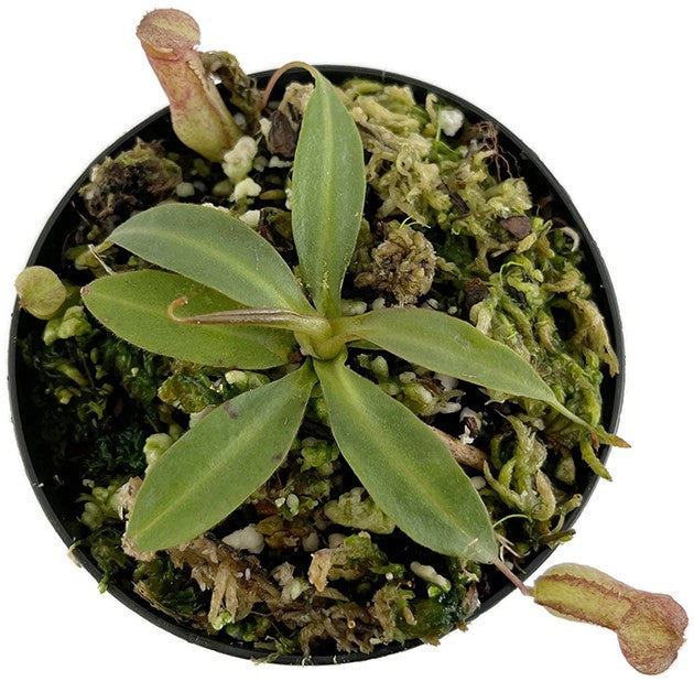 Nepenthes albomarginata x attenboroughii BE-4513