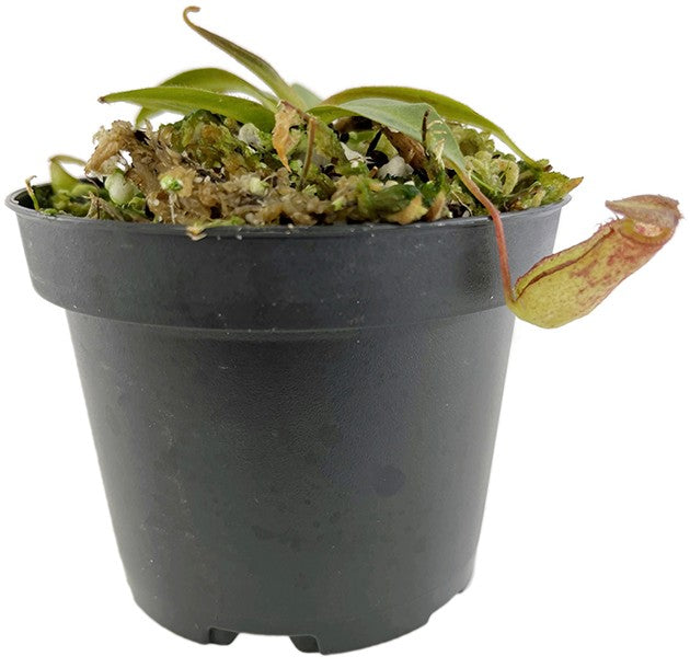 Nepenthes albomarginata x attenboroughii BE-4513