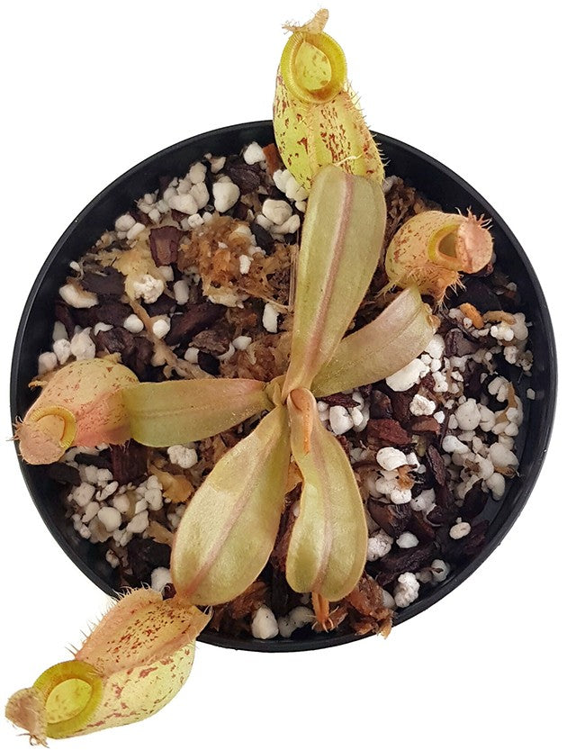 Nepenthes ampullaria BE-3007
