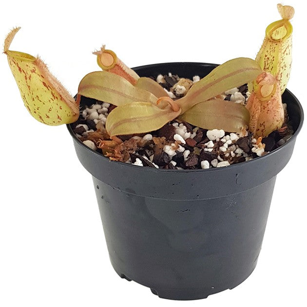 Nepenthes ampullaria BE-3007