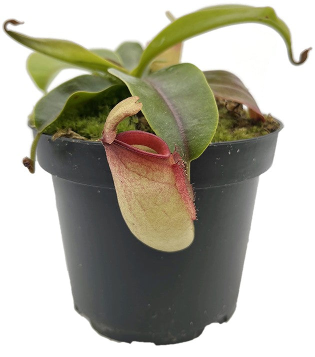Nepenthes ampullaria x campanulata BE-3840