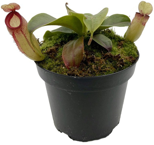 Nepenthes ampullaria x campanulata BE-3840