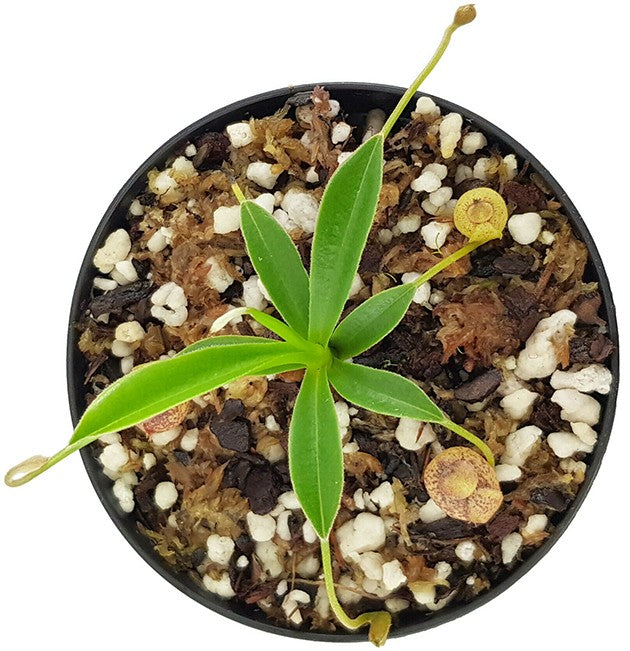 Nepenthes aristolochioides - seedgrown