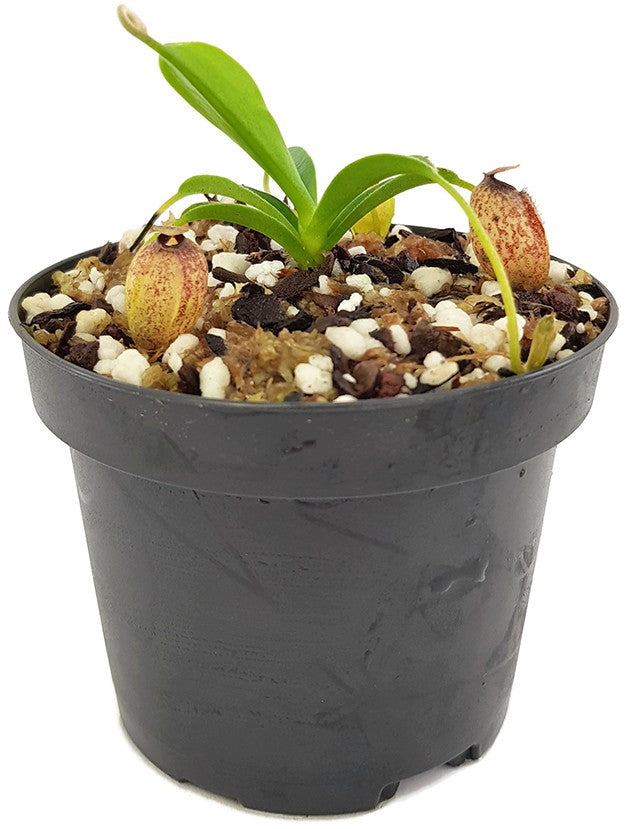 Nepenthes aristolochioides - seedgrown