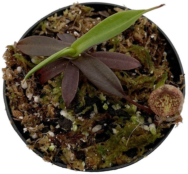 Nepenthes (aristolochioides x spectabilis) x hamata BE-4574