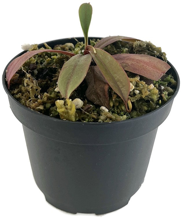 Nepenthes bokorensis BE-4518
