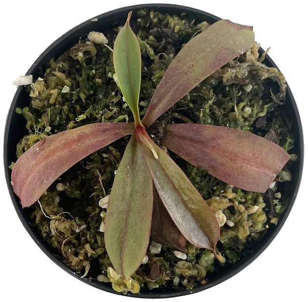 Nepenthes bokorensis BE-4518
