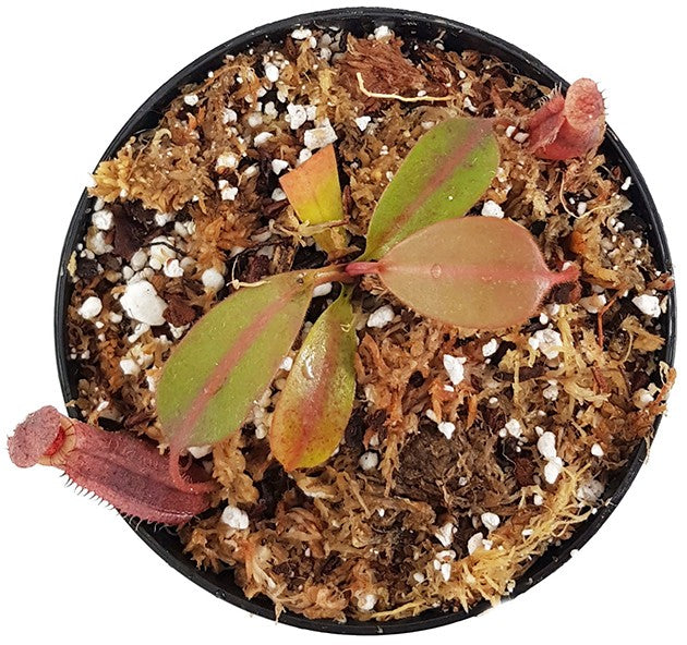 Nepenthes burbidgeae x (veitchii x lowii) BE-3993