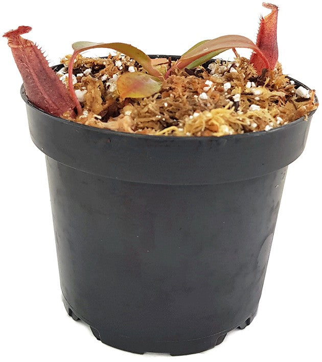 Nepenthes burbidgeae x (veitchii x lowii) BE-3993