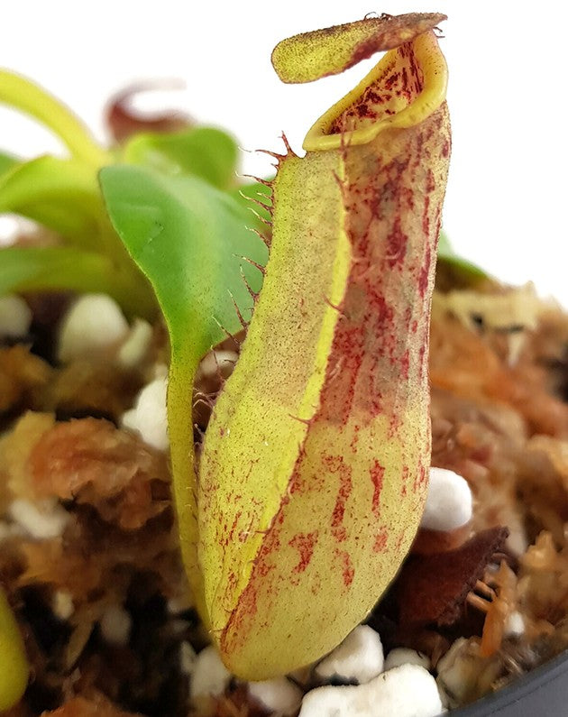 Nepenthes copelandii BE-3046