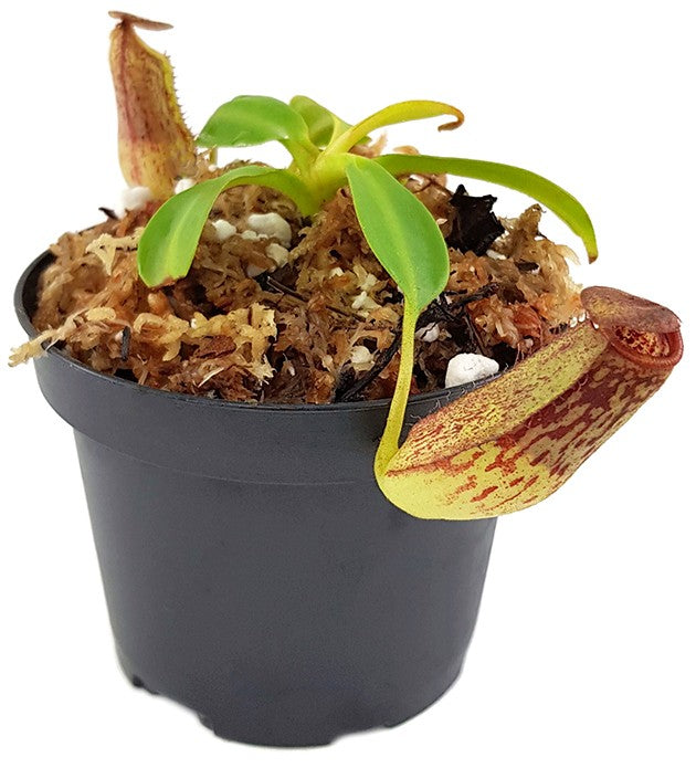 Nepenthes copelandii BE-3046