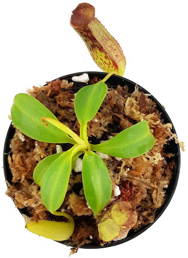 Nepenthes copelandii BE-3046