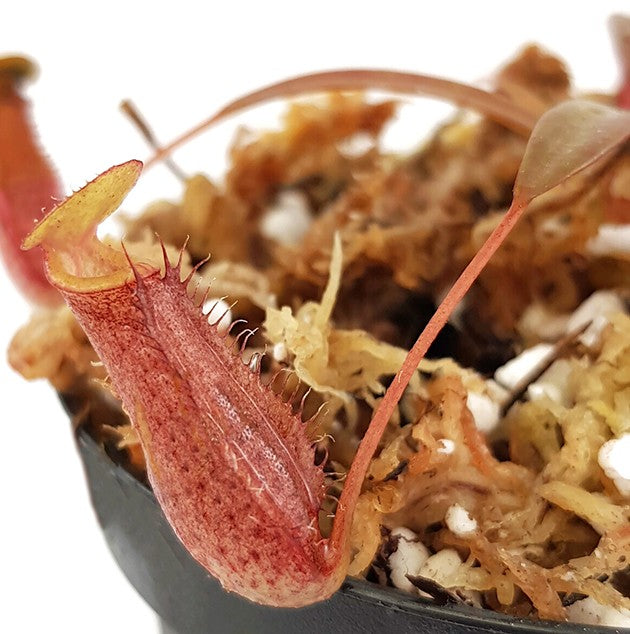 Nepenthes densiflora BE-3837