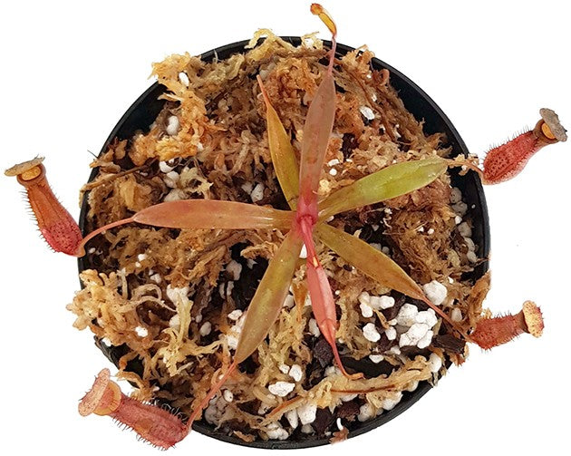 Nepenthes densiflora BE-3837