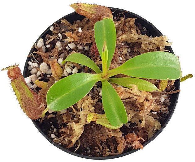 Nepenthes densiflora x robcantleyi BE-3573