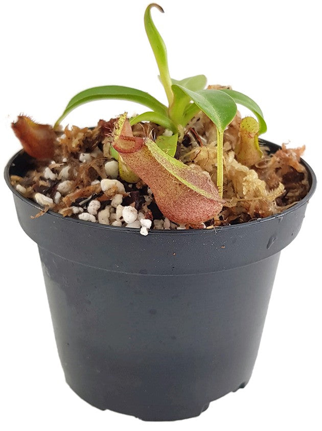 Nepenthes densiflora x robcantleyi BE-3573