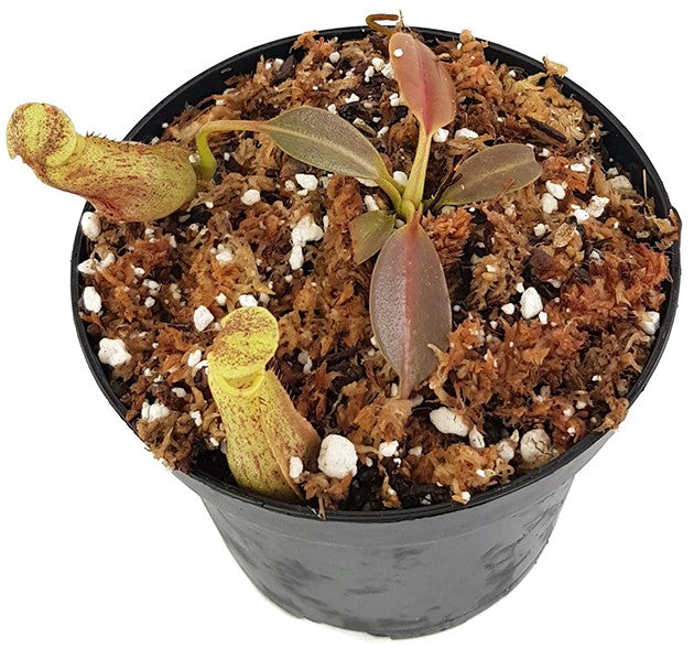 Nepenthes eymae BE-3736