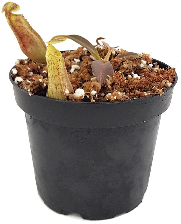 Nepenthes eymae BE-3736