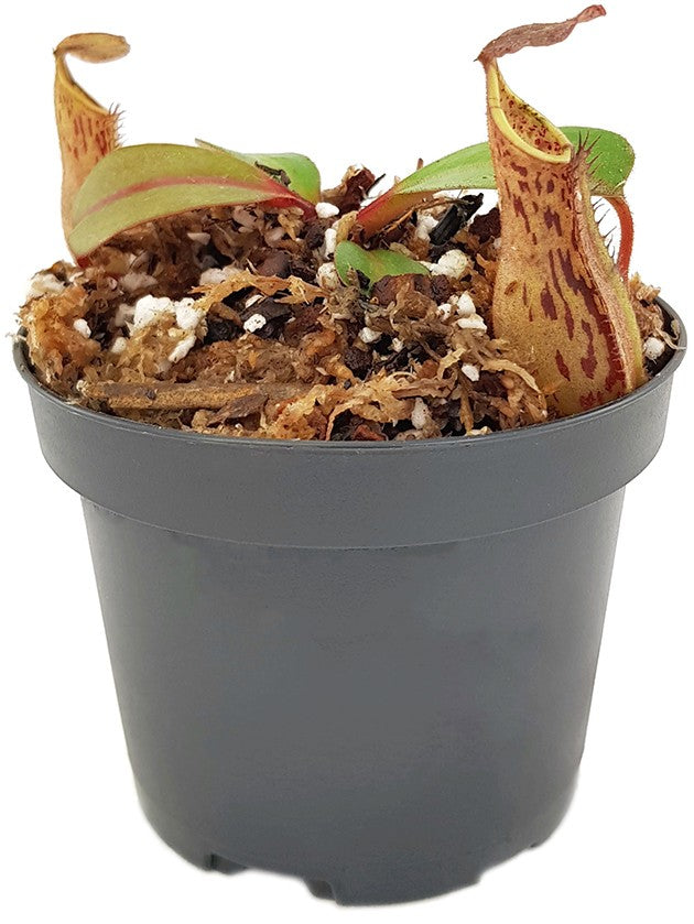 Nepenthes fusca BE-3070