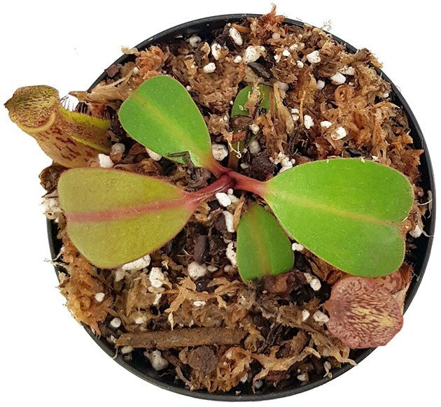 Nepenthes fusca BE-3070