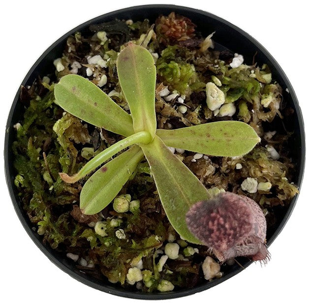 Nepenthes glandulifera x hamata BE-3953