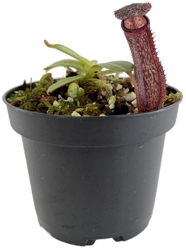 Nepenthes glandulifera x hamata BE-3953