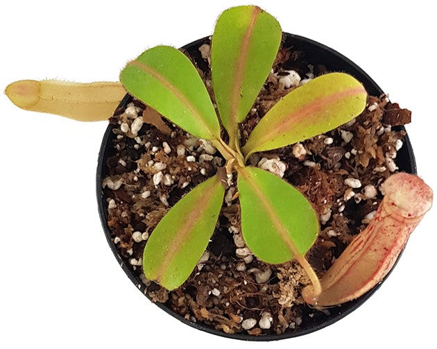 Nepenthes glandulifera x veitchii BE-3689