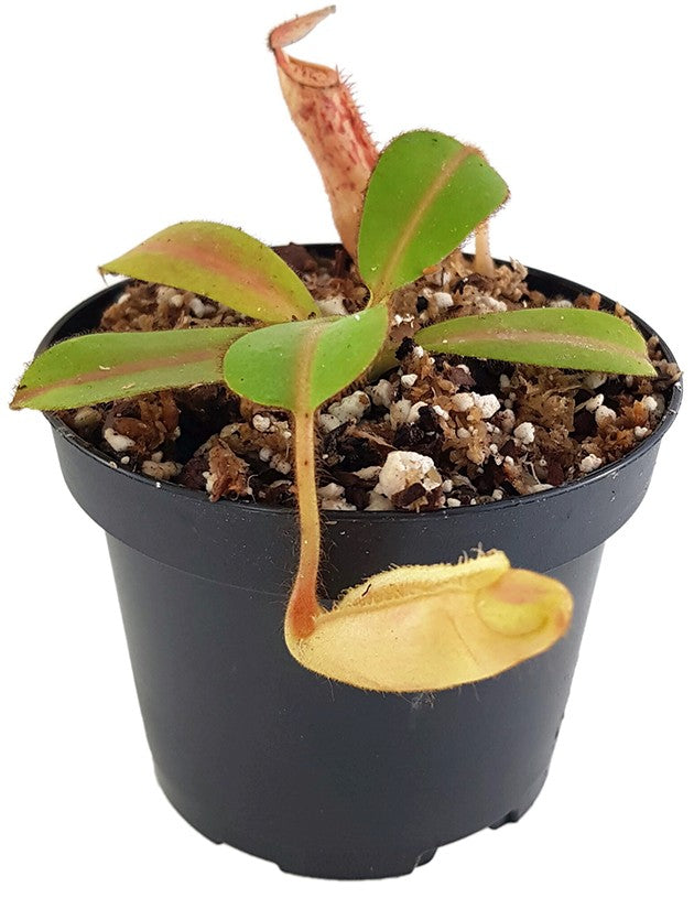 Nepenthes glandulifera x veitchii BE-3689