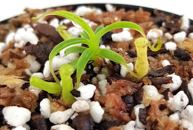 Nepenthes hamata (diabolica) BE-4015