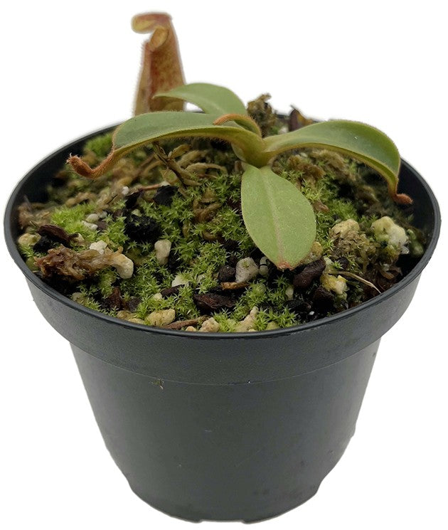 Nepenthes hamata x chaniana BE-4556