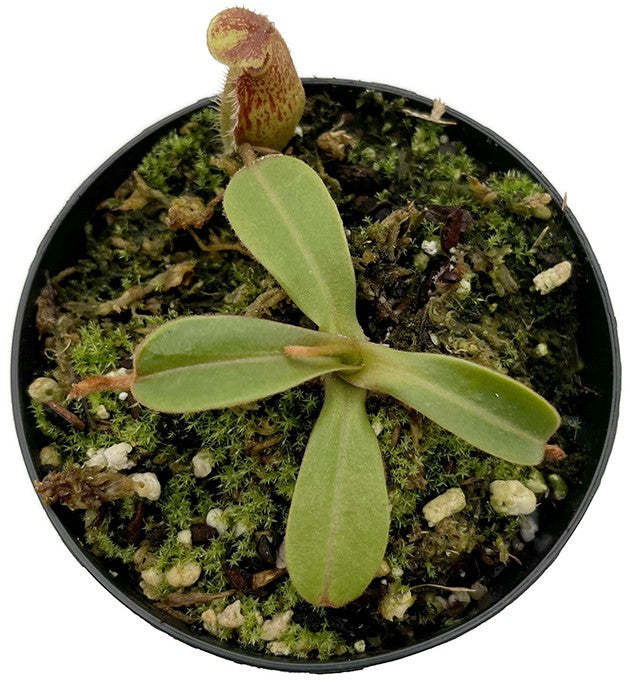 Nepenthes hamata x chaniana BE-4556