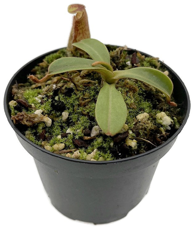 Nepenthes hamata x chaniana BE-4556