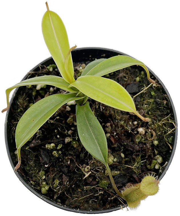 Nepenthes hamata x (lowii x tentaculata) BE-4526