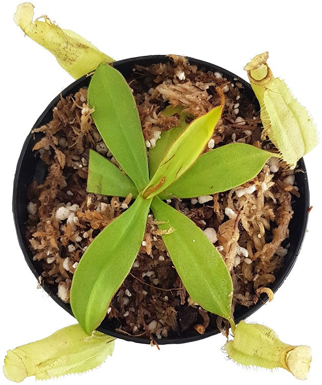 Nepenthes hirsuta BE-3083