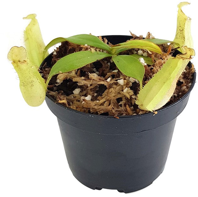 Nepenthes hirsuta BE-3083