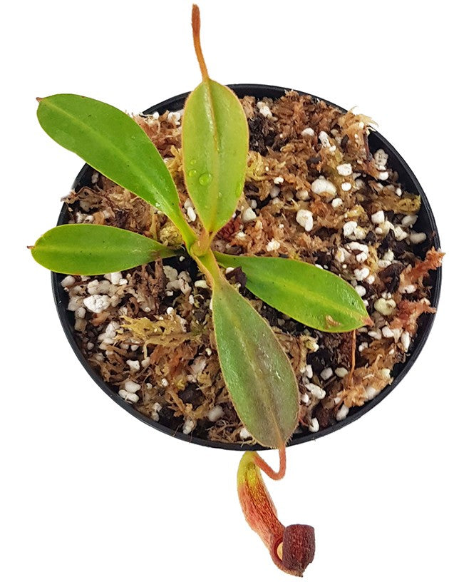 Nepenthes klossii individuelle Klone BE-4014 - Klon