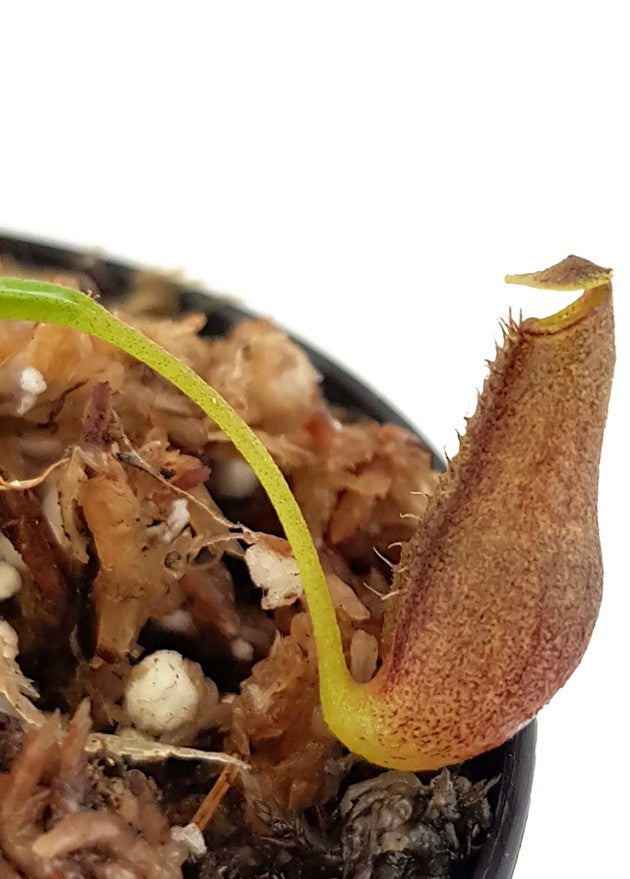 Nepenthes lingulata BE-3463